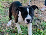 2 chiots mâles Amstaff LOF à la vente