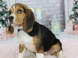 Un chiot femelle Beagle tricolore à vendre (LOF)
