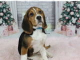 Un chiot femelle Beagle tricolore à vendre (LOF)