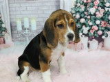 Un chiot femelle Beagle tricolore à vendre (LOF)