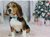 Un chiot femelle Beagle tricolore à vendre (LOF)