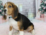 Un chiot femelle Beagle tricolore à vendre (LOF)