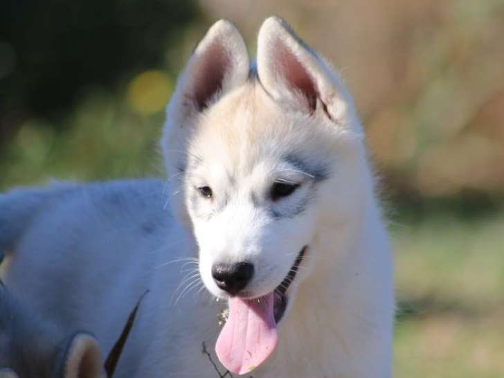 À vendre : 2 chiots Huskies de Sibérie bicolores LOF