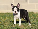 À acheter : un chiot mâle Boston Terrier bicolore LOF