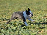 À acheter : un chiot mâle Boston Terrier bicolore LOF
