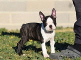À acheter : un chiot mâle Boston Terrier bicolore LOF