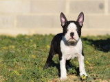 À acheter : un chiot mâle Boston Terrier bicolore LOF