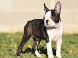 À acheter : un chiot mâle Boston Terrier bicolore LOF