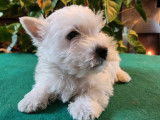 Des chiots Westies LOF disponibles à l’achat