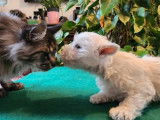 Des chiots Westies LOF disponibles à l’achat