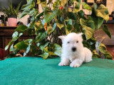 Des chiots Westies LOF disponibles à l’achat
