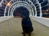 Mâle Rottweiler LOF de gros gabarit disponible pour saillie