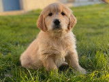 Des chiots Golden Retrievers LOF disponibles à l'achat