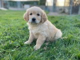 Des chiots Golden Retrievers LOF disponibles à l'achat