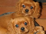 Des chiots Cavaliers King Charles LOF à vendre