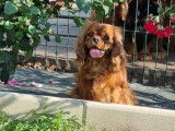 Des chiots Cavaliers King Charles LOF à vendre