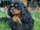 Des chiots Cavaliers King Charles LOF à vendre