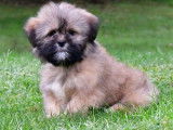 Des chiots Lhassa Apso LOF disponibles à la vente