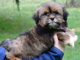 Des chiots Lhassa Apso LOF disponibles à la vente