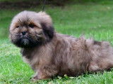 Des chiots Lhassa Apso LOF disponibles à la vente