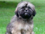 Des chiots Lhassa Apso LOF disponibles à la vente