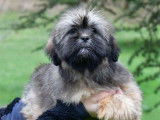 Des chiots Lhassa Apso LOF disponibles à la vente