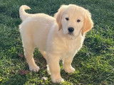 Des chiots Golden Retrievers LOF disponibles