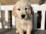 Des chiots Golden Retrievers LOF disponibles