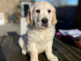 Des chiots Golden Retrievers LOF disponibles
