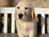 Des chiots Golden Retrievers LOF disponibles