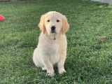 Des chiots Golden Retrievers LOF disponibles