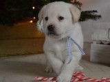 5 chiots Labradors LOF disponibles