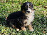 Chiot femelle tricolore Berger Australien LOF à réserver