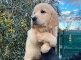 À vendre : 2 chiots femelles Golden Retrievers LOF