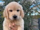 À vendre : 2 chiots femelles Golden Retrievers LOF