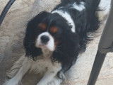 Mâle Cavalier King Charles Spaniel disponible pour saillie