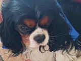 Mâle Cavalier King Charles Spaniel disponible pour saillie