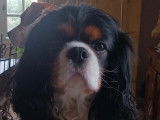 Mâle Cavalier King Charles Spaniel disponible pour saillie