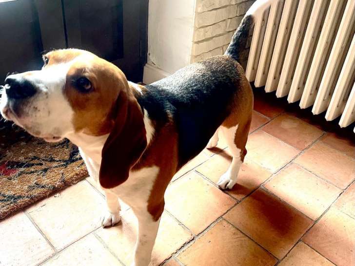 Mâle Beagle disponible pour saillie