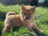 Adorables chiots Shiba Inu à vendre