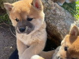 Adorables chiots Shiba Inu à vendre