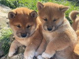 Adorables chiots Shiba Inu à vendre