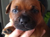 Chiots staffordshire Bul lTerrier rouges à vendre