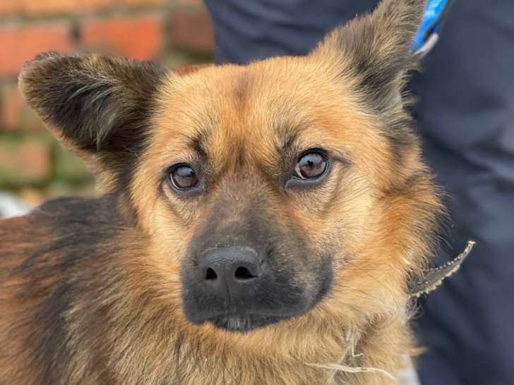 À céder : chien âgé de 4 ans