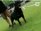 Mâle Rottweiller LOF disponible pour saillie