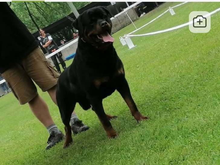 Mâle Rottweiller LOF disponible pour saillie