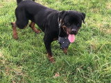 Mâle Rottweiller LOF disponible pour saillie