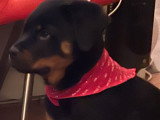Mâle Rottweiller LOF disponible pour saillie