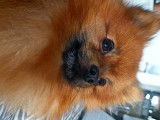Togo, Spitz nain LOF disponible pour saillie en Aveyron