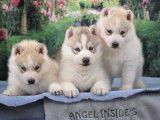 Superbes chiots Husky LOF à réserver